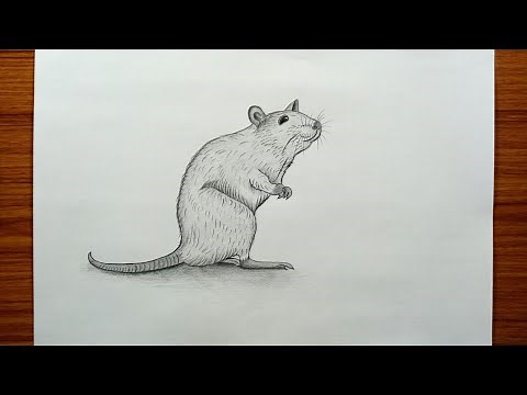 How to draw rat easy step by step | rat pencil sketch | rat drawing