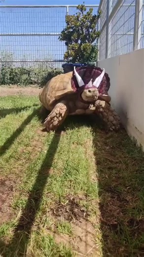 Tortzilla_and_Waffles on TikTok