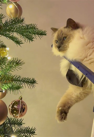 He is considering which ball can be destroyed 🤣🎄🌠#ragdoll #cat #denmark #christmas #tree