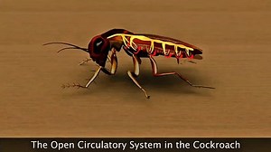 3d Animation Showing Cockroachs Open Circulatory Stock Footage Video (100% Royalty-free) 3918117241 | Shutterstock