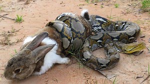 1.4K views · 36 reactions | Giant Anaconda attacks Rabbit - Mom Rabbit vs Snake save her baby | Wild Animal Attack | Facebook