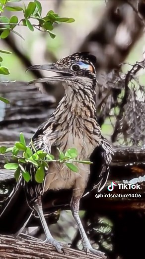 Roadrunner Sounds and Calls #roadrunner #birdsounds #birds #birdcall #birdsoftiktok #birdlife