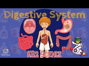 What is the digestive system? Video Lecture | Year 4 Science