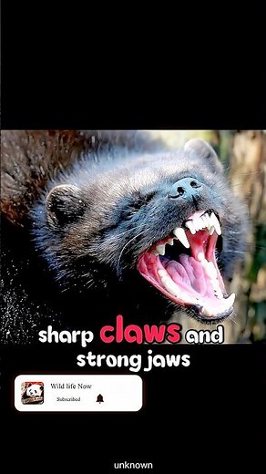 Wolverine: Nature’s Most Fearless Fighter