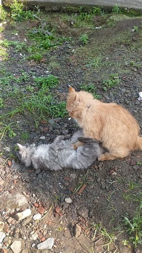 Ocil Vs Abu #cat #funny #cutecat