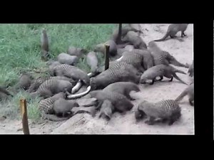 HECTIC ATTACK ON A PYTHON BY MONGOOSE!!!!!