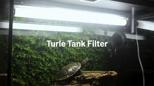 Watch turtle tank filter on Amazon Live