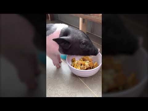 Funnist Animals | 有趣的动物 | 有趣的动物 2022 | 老四是只宠物猪，老四的日常合集#03😏😏😏