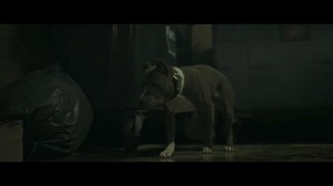 49K views · 146 reactions | Here is an IndieWire exclusive clip from Sebastién Vaniček's horror film "Infested," which used real spiders. Vaniček has been tapped to direct the next installment of the "Evil Dead." #Infested begins streaming this Friday on #Shudder. Read our review: https://trib.al/6zpdrNS | IndieWire | Facebook