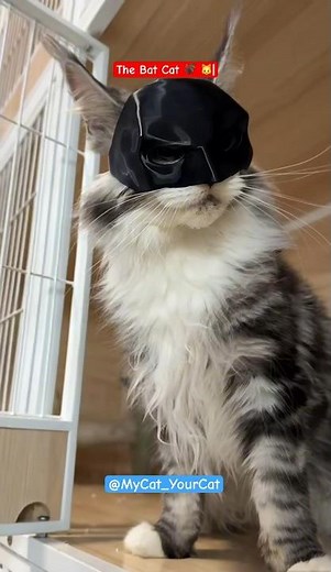 The Bat Cat Part 2 #cat #batcat #facts #catcare #wildlife #asmr #batman #shorts #fyp #funnycats