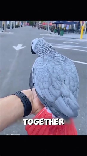 He Saved a Tiny Egg… What Hatched Shocked Everyone 🥺🦜