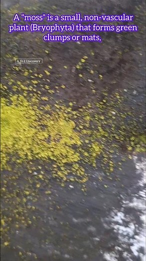 Moss plant #education