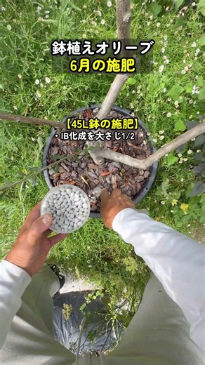 Olive tree fertilization in June: Post-flowering nutrient supply and fruit enlargement