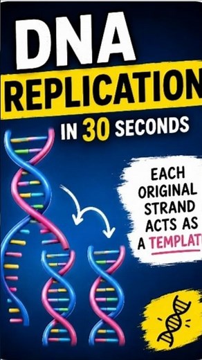 What happens when your DNA makes a copy of itself? The answer is incredible! 🧬✨#DNA Replication