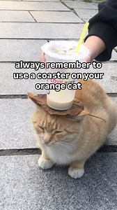 New orange cat update | Soft Cat Memes