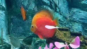 Discus (Symphysodon) fish swimming underwater in an aquarium