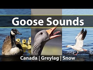 Goose Sounds (and Honks): Listen to Canada Geese, Greylag Geese, and Snow Geese