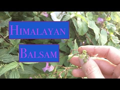 💣 Himalayan Balsam - Slow Motion Exploding Seed Pods 💥