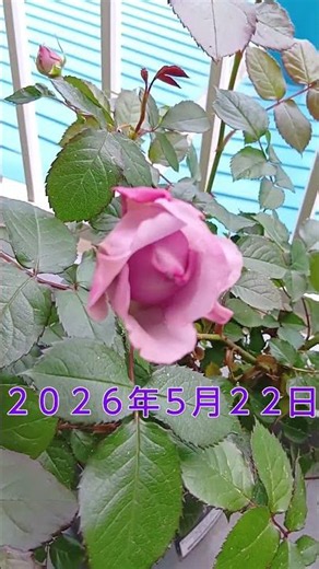 【リラ】開花間近です バラ ，青薔薇，ベランダ栽培，バラの家