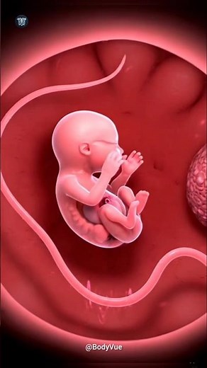 10-Week Embryo Moving Inside The Womb 3D Animation Video #embryo #pregnancy #embryodevelopment