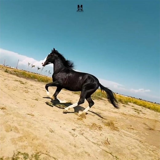 The Majestic Black Stallion Galloping Like the Wind | جمال الحصان الأسود الرهيب يركض كالريح #viral🔥