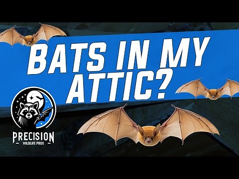 How Bats Get Into Your Attic | Real Home Walk-Thru