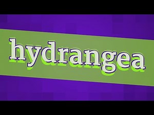 HYDRANGEA pronunciation • How to pronounce HYDRANGEA