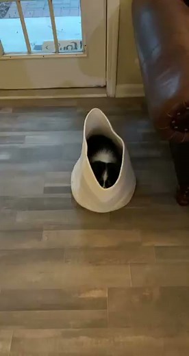 3.6K views | Cute EmergencyCute Spotlight! Meet Duke... | F and U Easy | Facebook