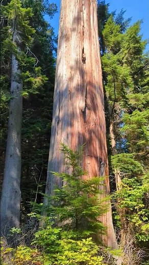 ENORMOUS Western Red Cedar in the PNW 💚 #natureshorts