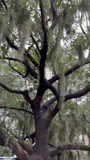 Enchanting Spanish Moss Draped Trees of Savannah 🌿🌳