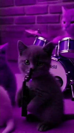OMG! The World's Cutest and Funniest Cat Band! 🎸😂 #viral