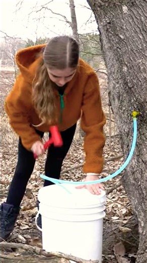 Tips for When and Where to Tap Maple Trees for Syrup Production