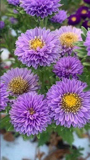 アスター②〜お盆まで待って欲しい #flowers #アスター#花