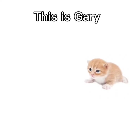 #CapCut #guineapig #smokey #followme #like