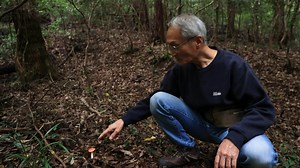 When nature calls, Masana Izawa has followed the same routine for more than 50 years: heading out to the woods in Japan, dropping his pants and doing as bears do. | AFP News Agency