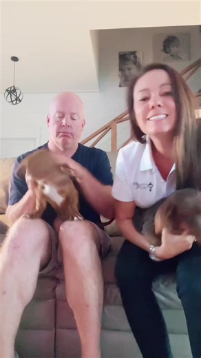 Daily Routine of a Dachshund: A Funny Adventure