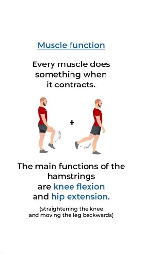 How to train the Hamstrings #bodybuilding #gym #weightlifting #exercise #workout #hypertrophy