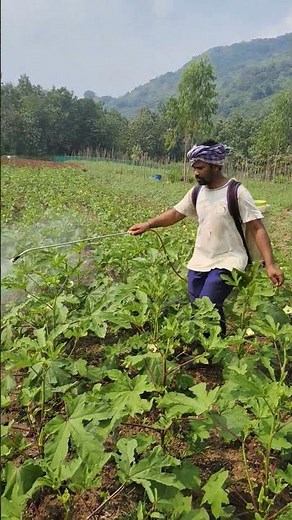 Okra: The Underrated Vegetable that Changed History