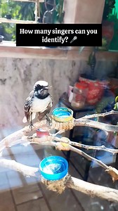 🎤 Bird Idol 2025 is live! How many singers can you name? 🐦 . . . #BirdConcert #HowToInviteBirds #SingingBirds #BirdSounds #BirdWatchers #BirdLovers #BirdPhotography #BirdReel #NatureVibes #BackyardBirds #BirdWatchingDaily #NatureConcert #FeatheredFriends #BirdCommunity #WildlifeReels #BirdChorus | How To Invite Birds