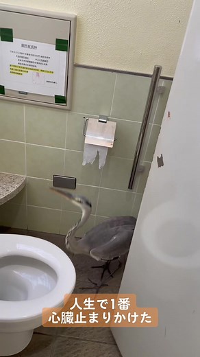 トイレでアオサギに遭遇！心臓が止まる瞬間🫀