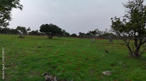 Red Anemones Blooming In Israeli Field Captured on February 12 2026 red anemones blooming across green field Israel