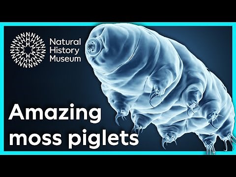 What is a tardigrade and what makes them so tough? | Surprising Science