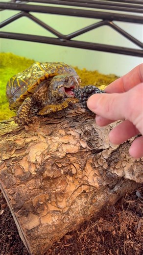 Bubbles! The rescue box turtle! #boxturtle#rescue#animal#neglected#reptile#turtle#tortoise#animal