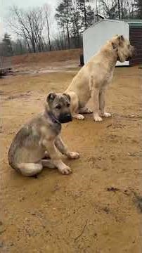 Az vs Coyote #narrowayhomestead #livestockguardiandog #aslandog #workingdog #coyotes