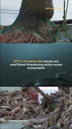 Overfishing Is Pushing Oceans to the Brink
