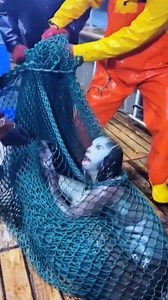 حورية البحر أو عروس البحر ! هل حقا هي قصة حقيقية ام مجرد أسطورة نسمعها منذ سنين؟ #seacreatures #sealife #oceanlife #underwater #underwaterphotography #marinebiology #oceanlover #oceanvibes #mermaid #mermaids #mermaidlife #mermaidtail #underthesea #siren #fantasy #oceanart #المخلوقات_البحرية #حورية_البحر #عروس_البحر #الحياة_البحرية #عالم_البحر #البحر #تحت_الماء #الطبيعة_البحرية #عجائب_البحر #مخلوقات_البحر #سحر_البحر | Badr Bn