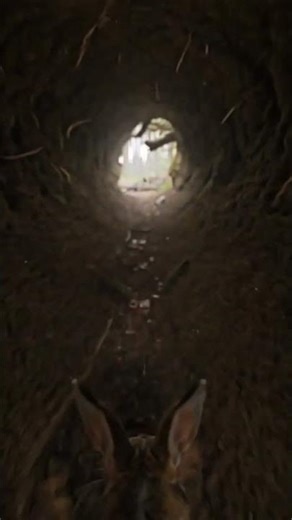 Inside a Rabbit’s Secret Underground World 🐇 | POV Documentary