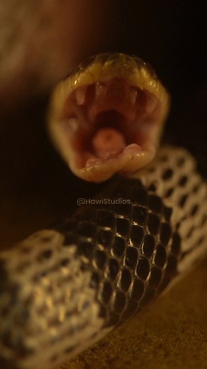 Blue Krait Snake Yawning #blue #krait #snake #yawn #wildlife #nature #bangarus #candidus #aw HA53197 | HAWI Studios