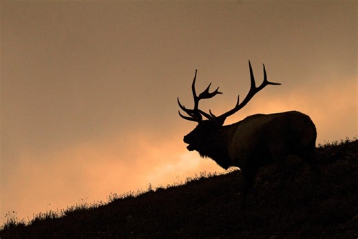 Hunting Elk