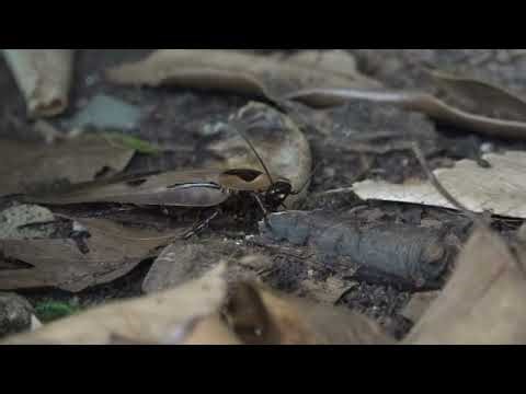 Meet a behemoth of the cockroach clan, Central American giant cave cockroach
